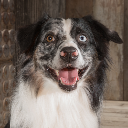 australian shepherd, lancaster pet photography