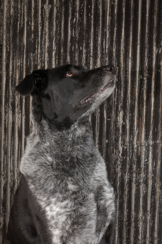 cattle dog , working dog, philadelphia pet photography