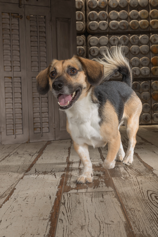 beagle,allentown  studio pet photography
