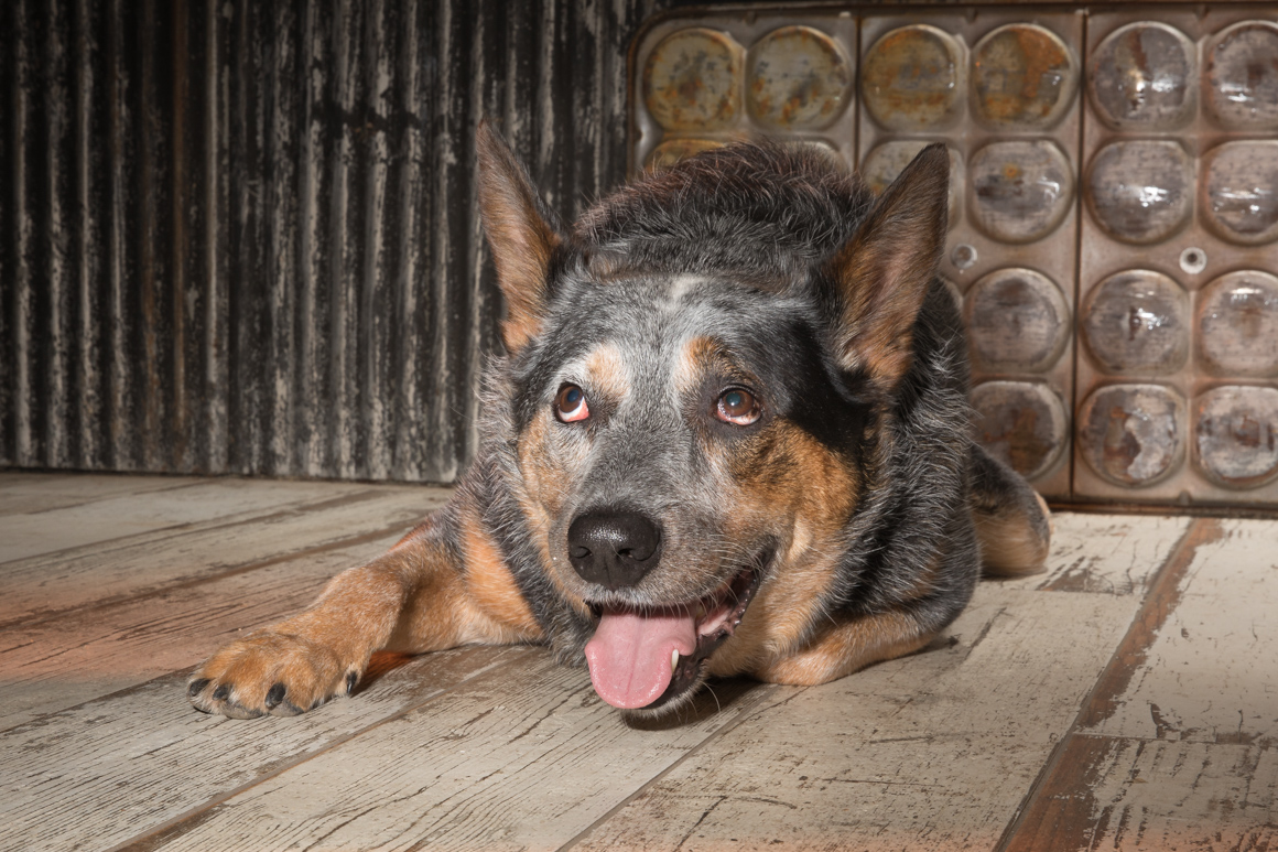 cattle dog, philadelphia pet photography
