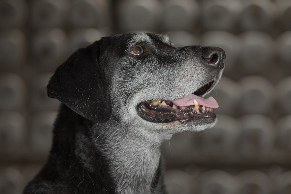 labrador retriever, philadelphia pet photographer