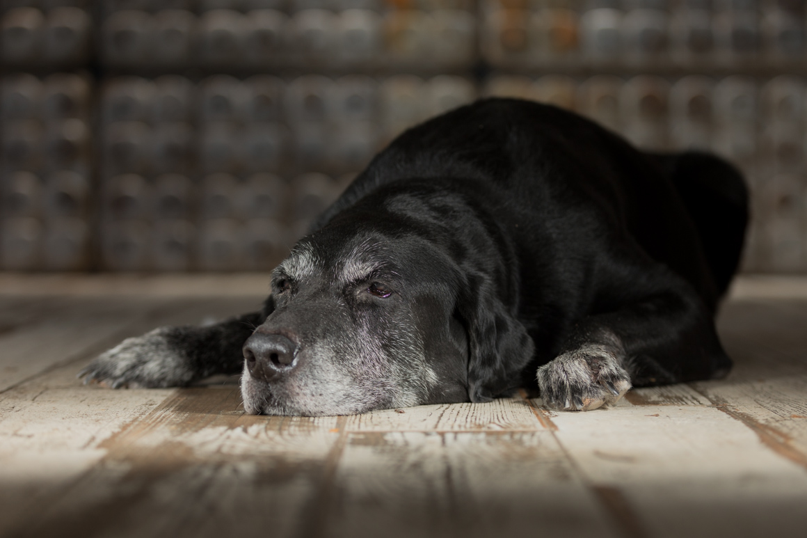 black lab, hunting dog, senior dog
