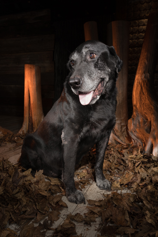 working dog, hunting dog  black lab