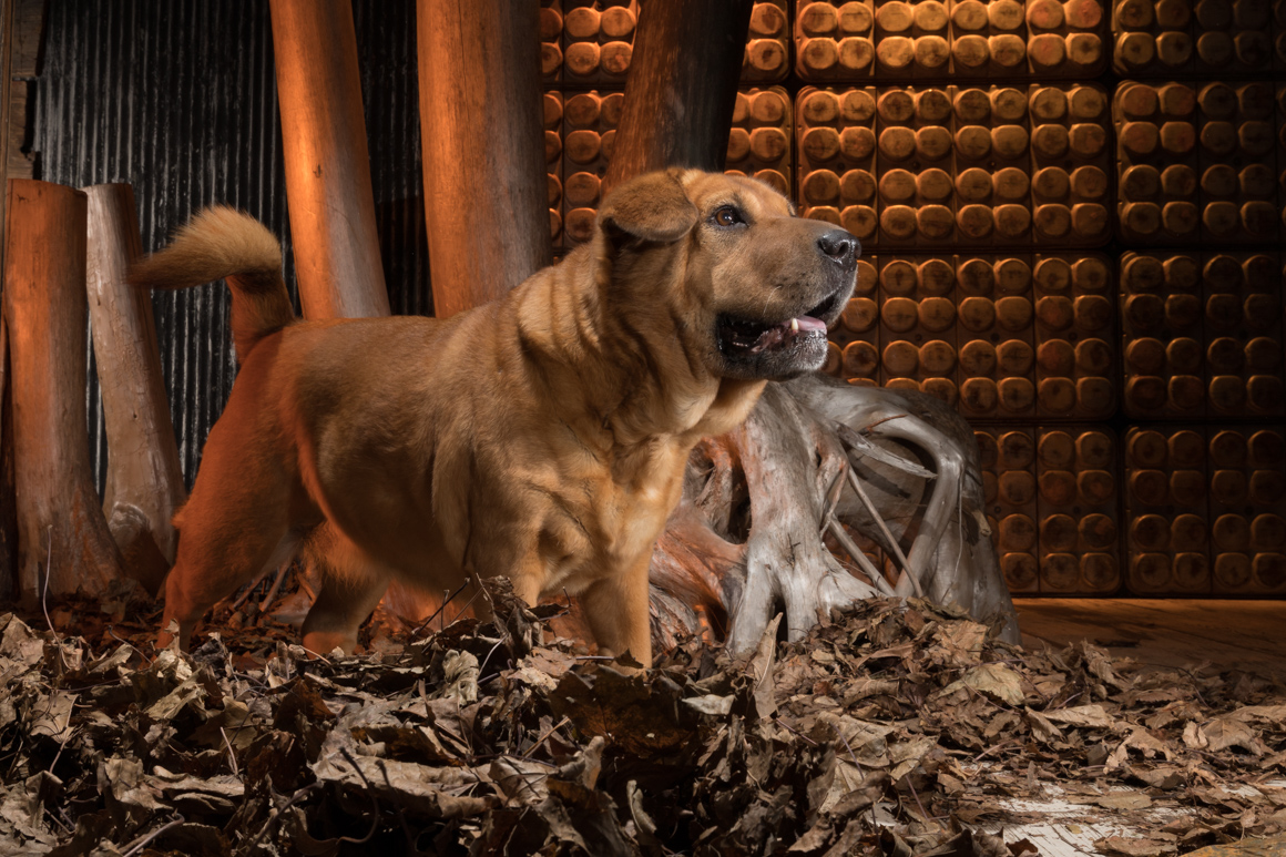 Sharpei, reading pet photography