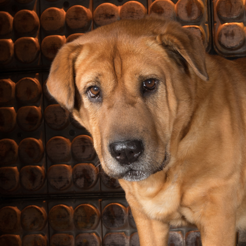 sharpei, studio pet photography