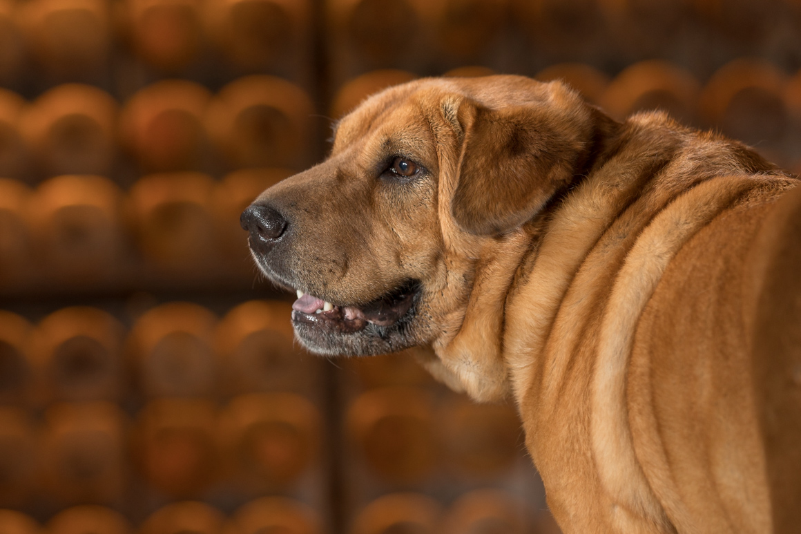 sharpei, studio pet photography,