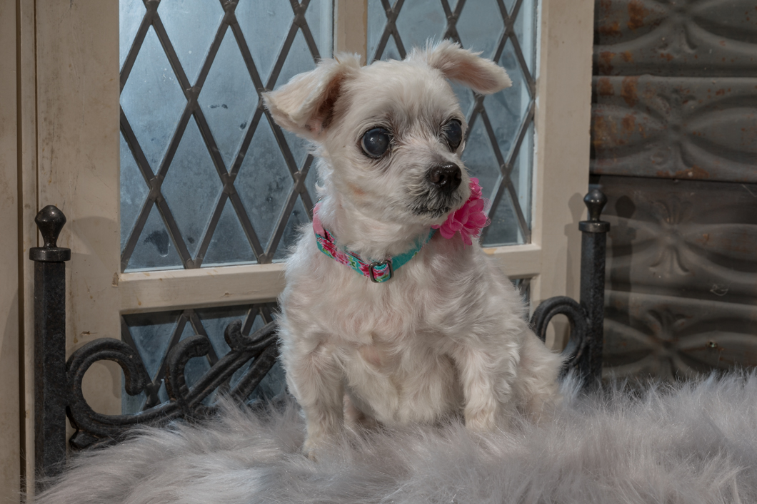 studio pet photography