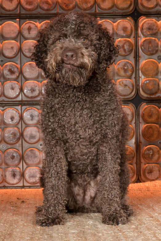lagotto Romagnolo, studio pet photography