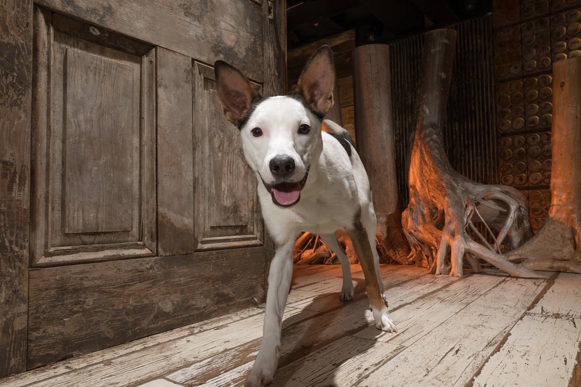 Philadelphia pet photography