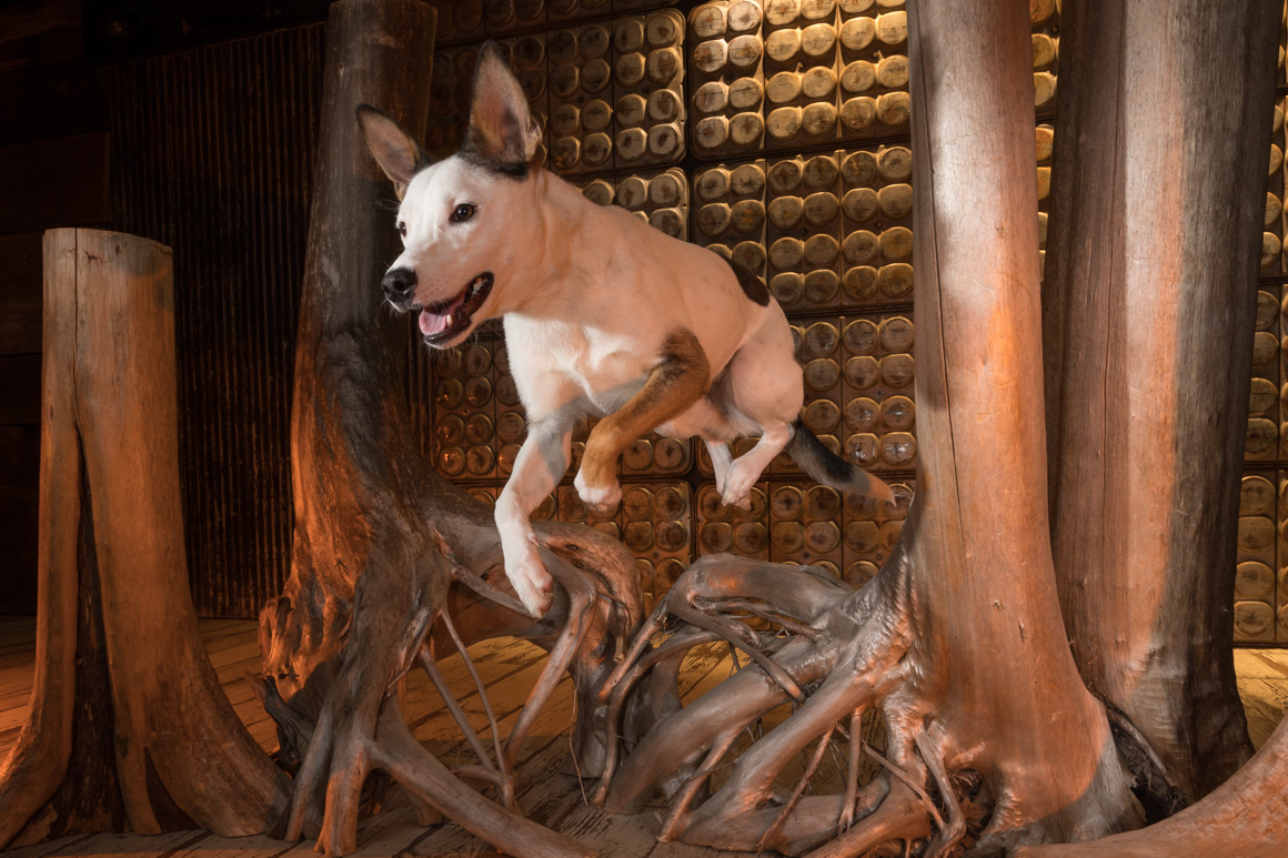 Besenji, studio pet photography
