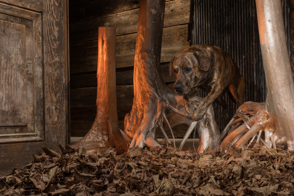 philadelphia pet photographer