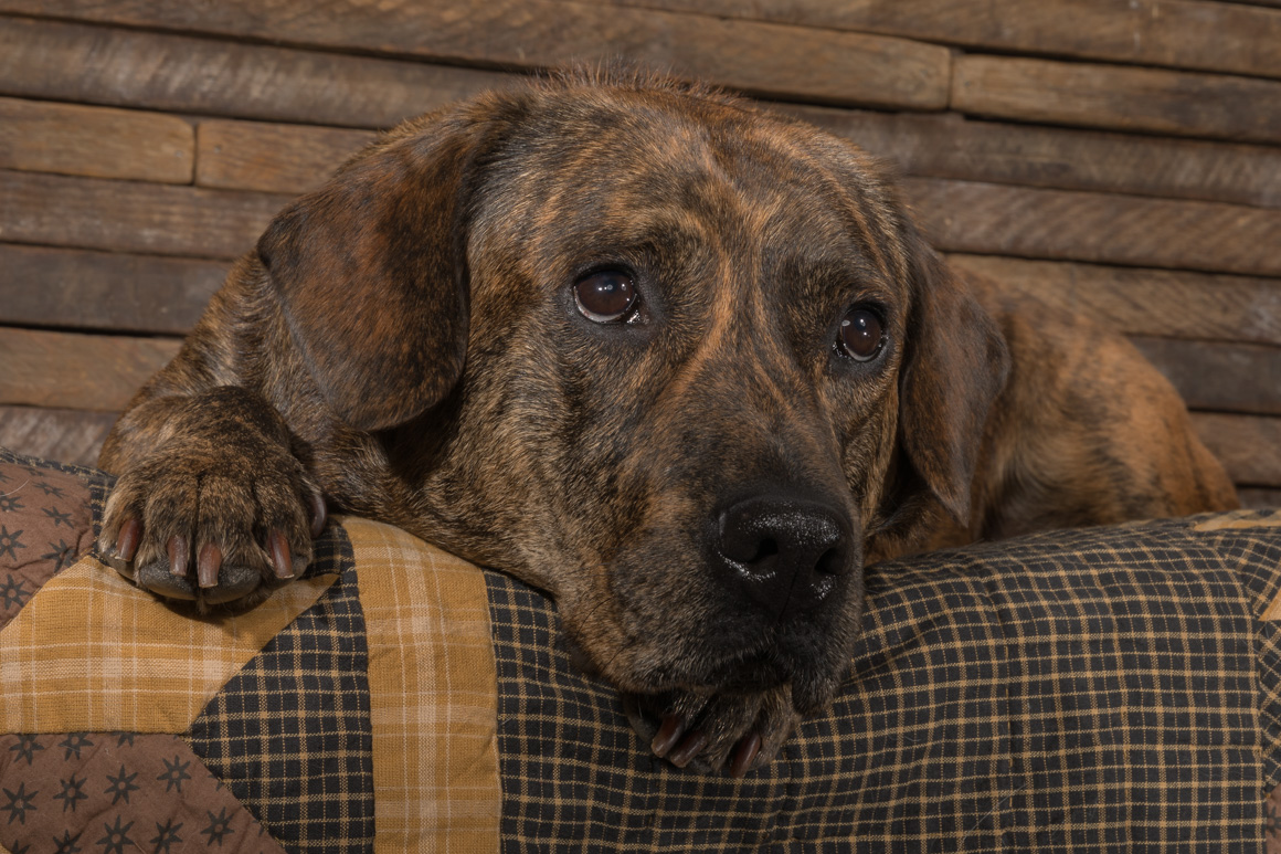 studio pet photography