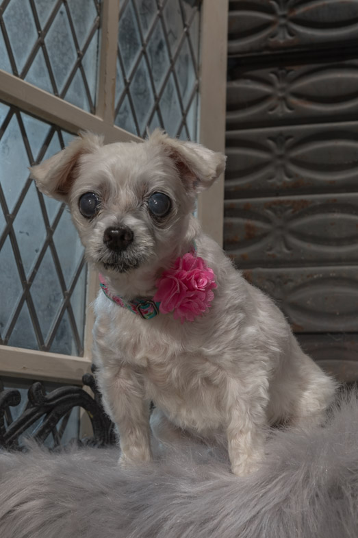 senior dog, dog photography