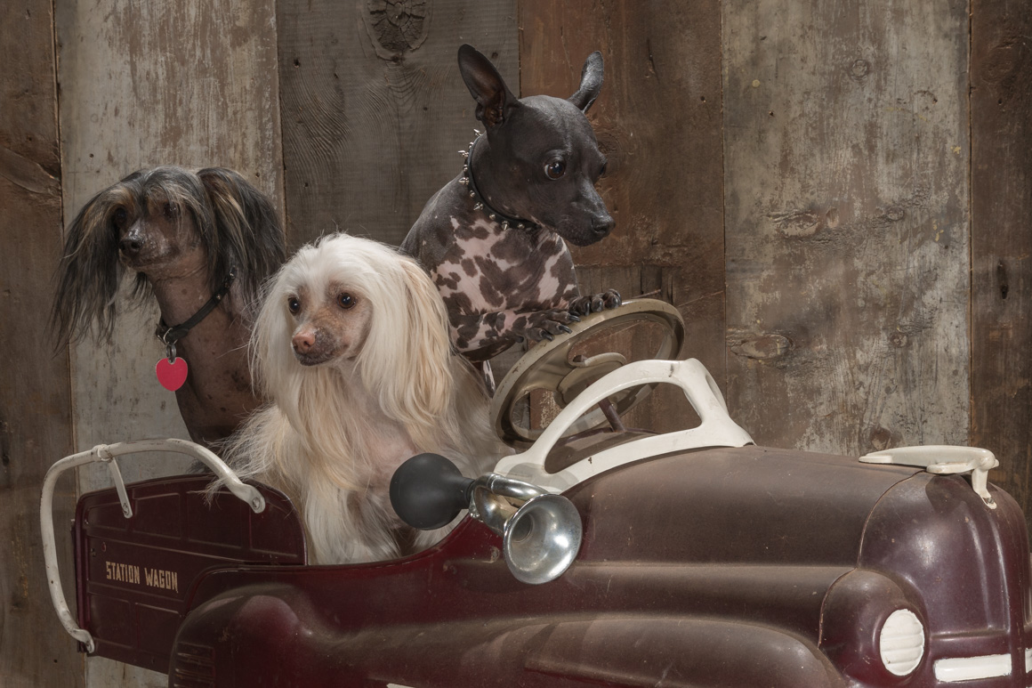 chinese crested, hairless dog