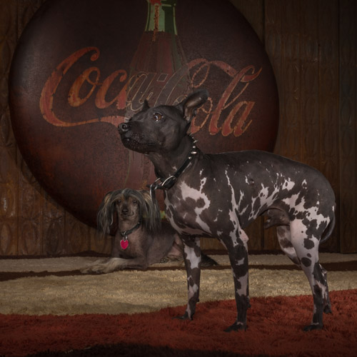 american hairless terrier, dog photographer