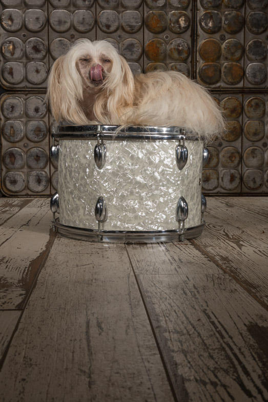 chinese crested, dog photography