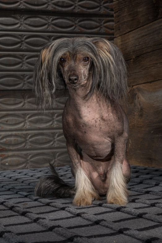 powder puff chinese crested 