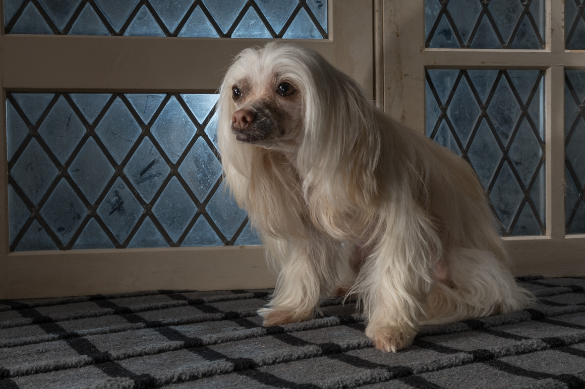 chinese crested, hairless dog, philadelphia pet photographer