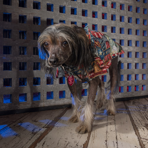 powder puff chinese crested