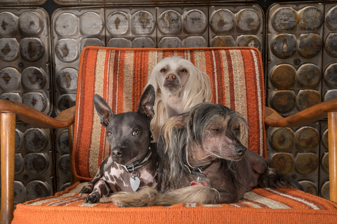 chinese crested, studio pet photography
