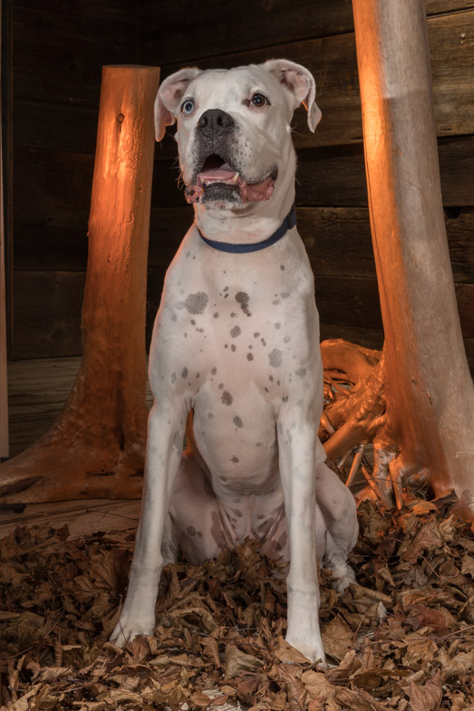 white boxer, dog photography