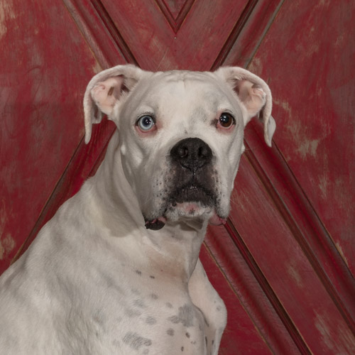 boxer, lancaster pet photographer