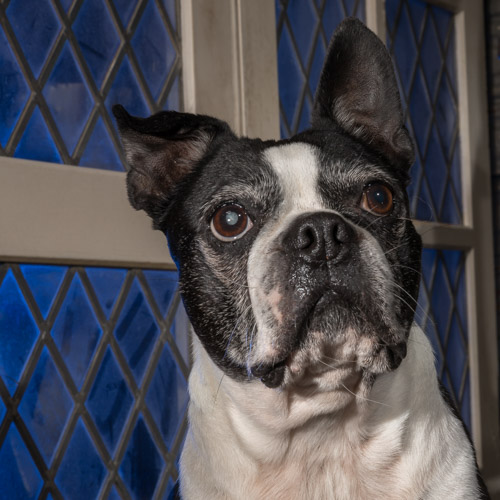 boston terrier, lancaster pet photographer
