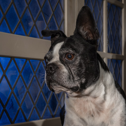 boston terrier, lancaster pet photographer