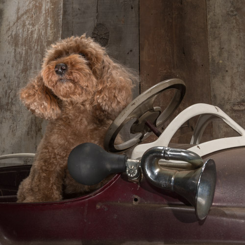 toy poodle, vintage pedal car
