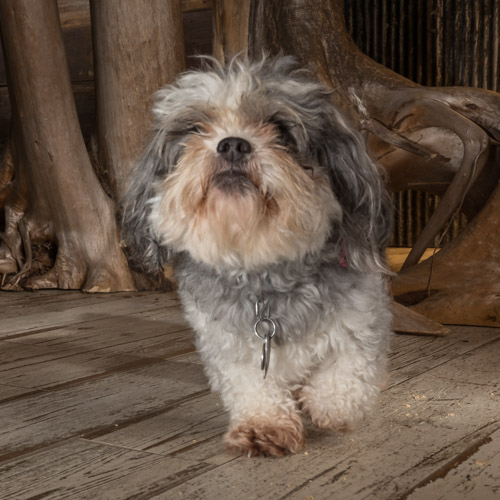studio pet photography