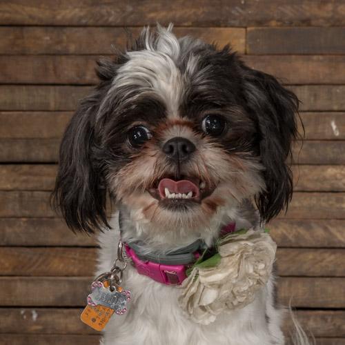 studio pet photographer