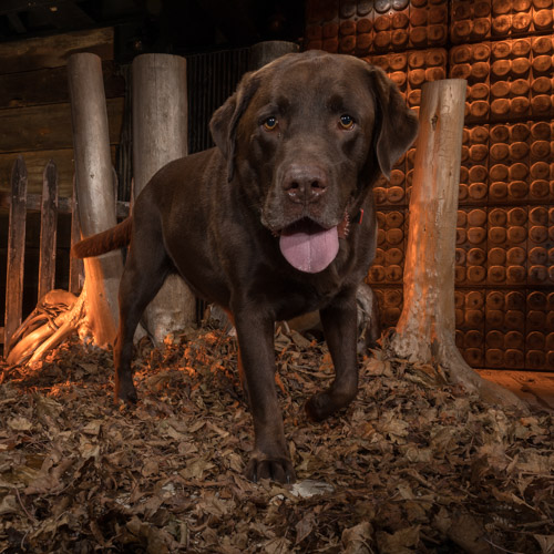 chocolate lab, studio dog photography