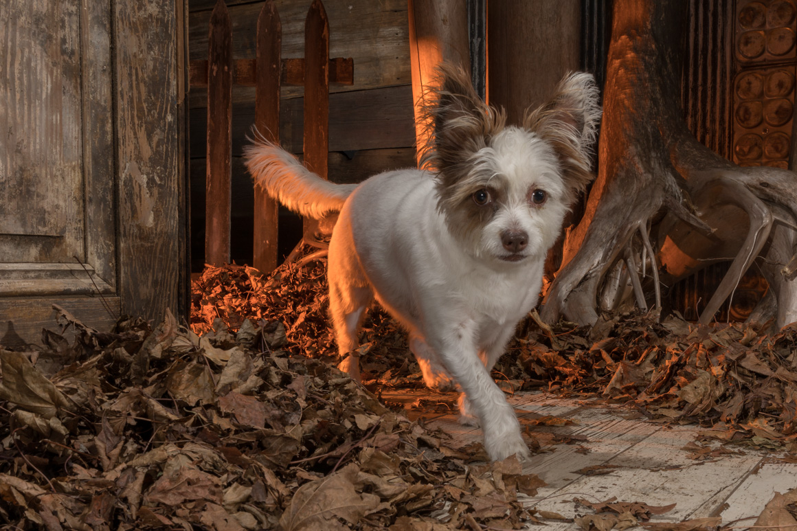 studio pet photography
