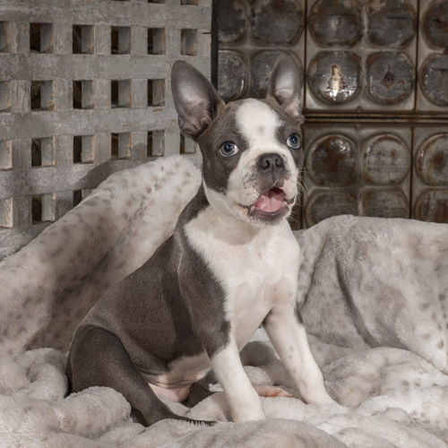 boston terrier puppy