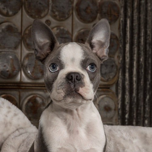 boston terrier puppy