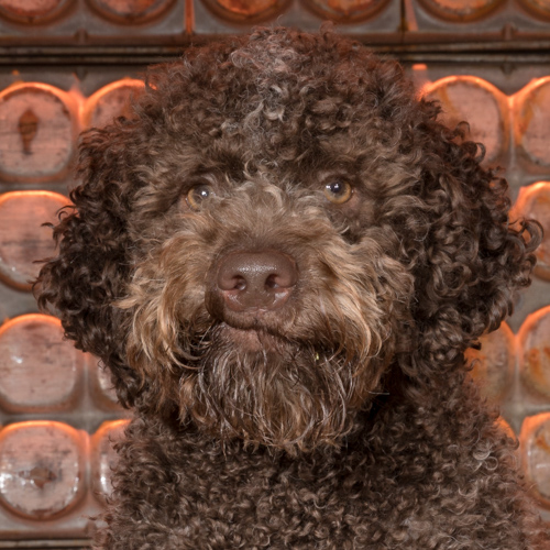 lagotto roamgnola during pet portrait session