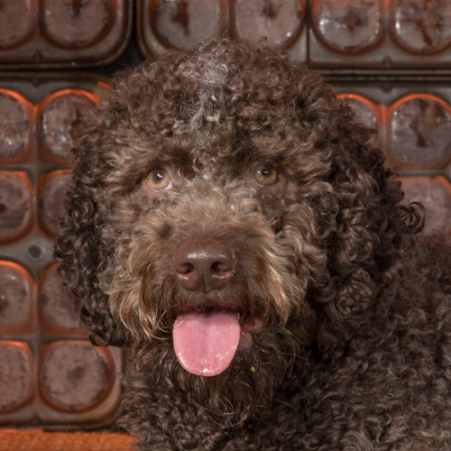 lagotto roamgnola during pet portrait session