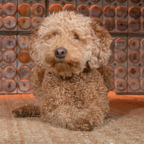 golden doodle in pet photography session