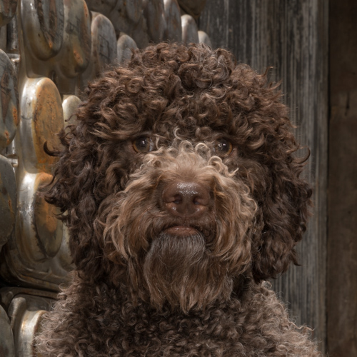 lagotto roamgnola during pet portrait session