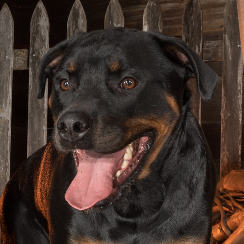 rottweiler poses during pet photo session