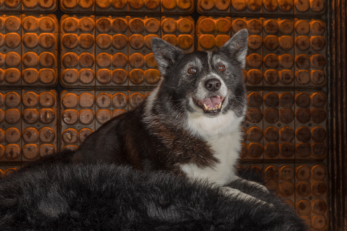 studio pet photography lancaster
