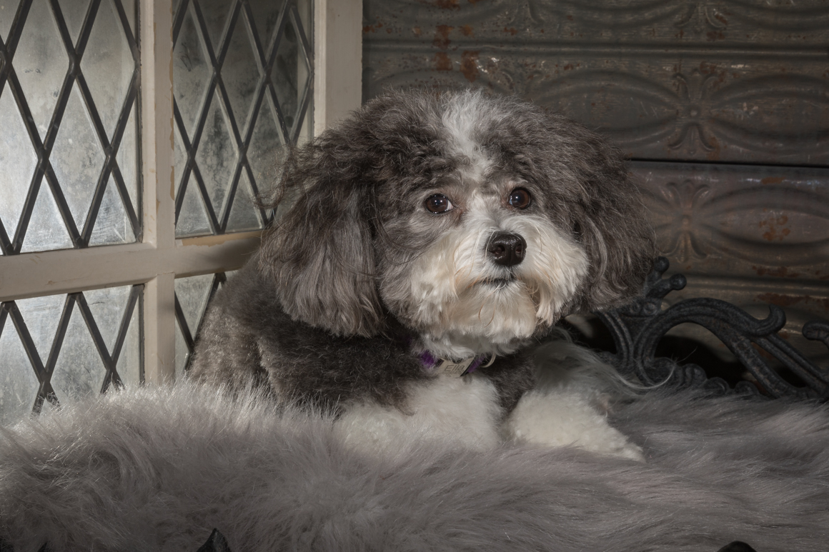 studio pet photography lancaster