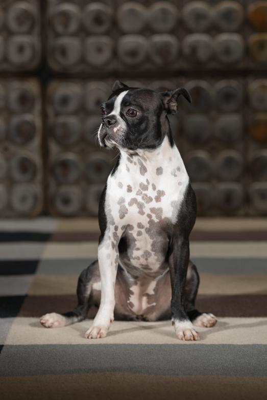 boxer portrait in photo studio