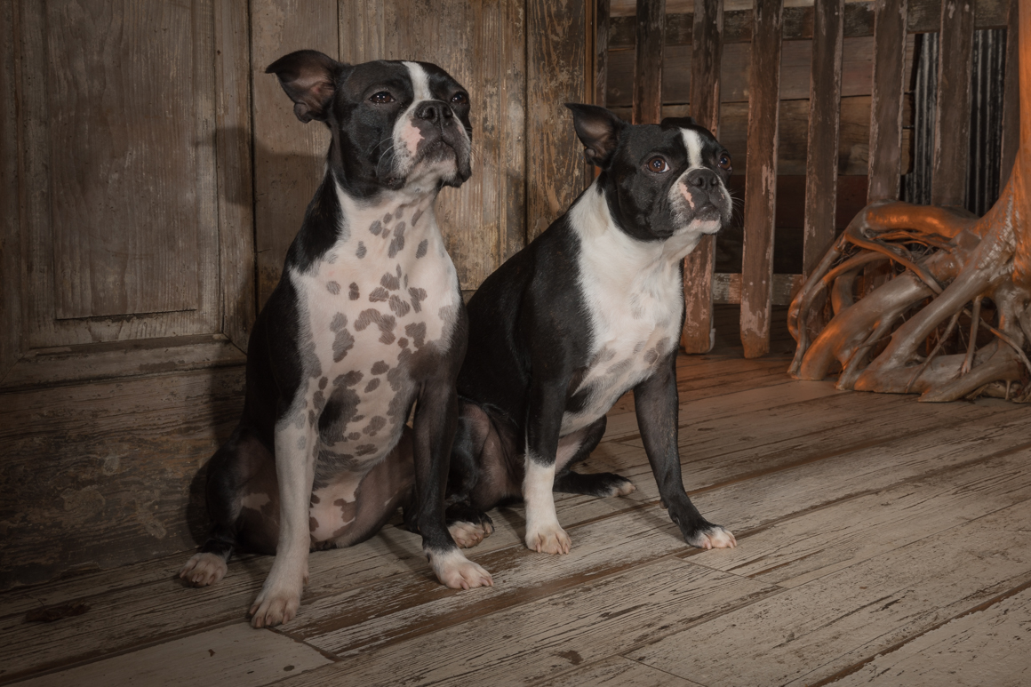 two boston terriers in their pet protrait session