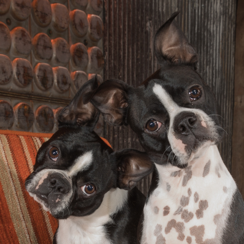 two boston terriers pose with classic head tilt
