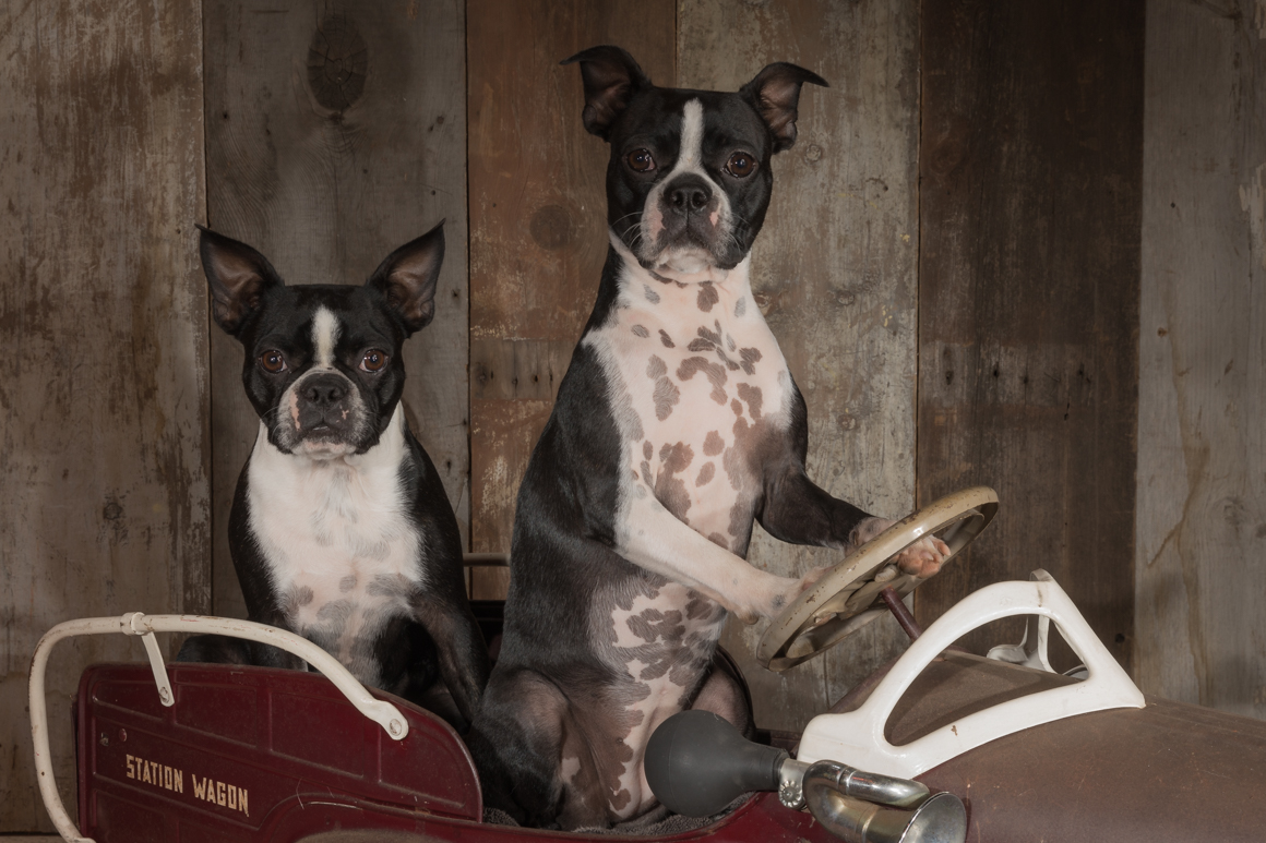 two boston terriers in a vintage pedal car