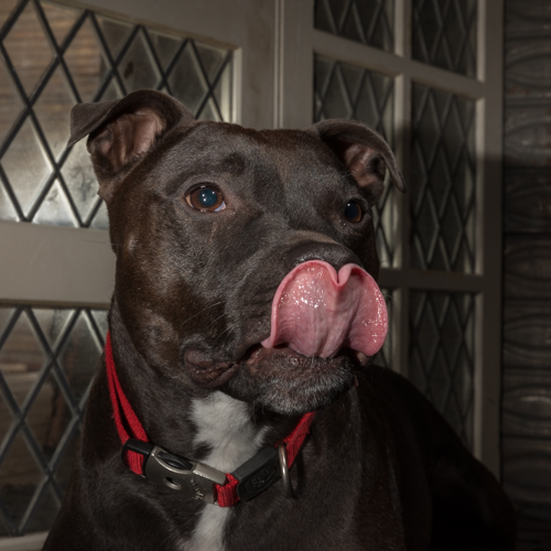 pit bull terrier posing in pet photography session
