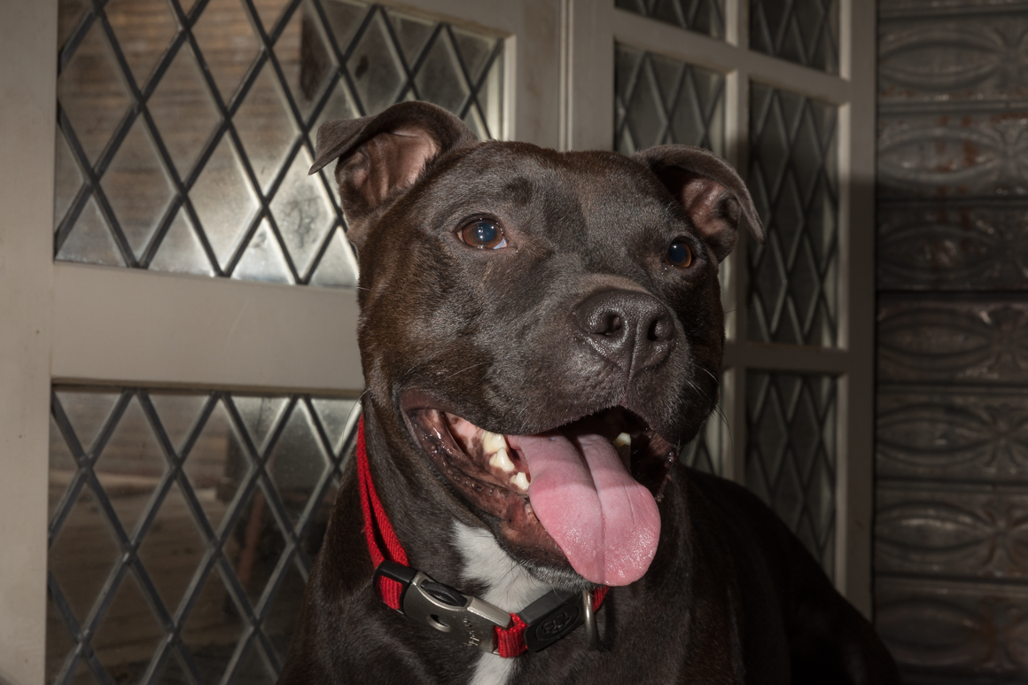 pit bull terrier in pet photography studio