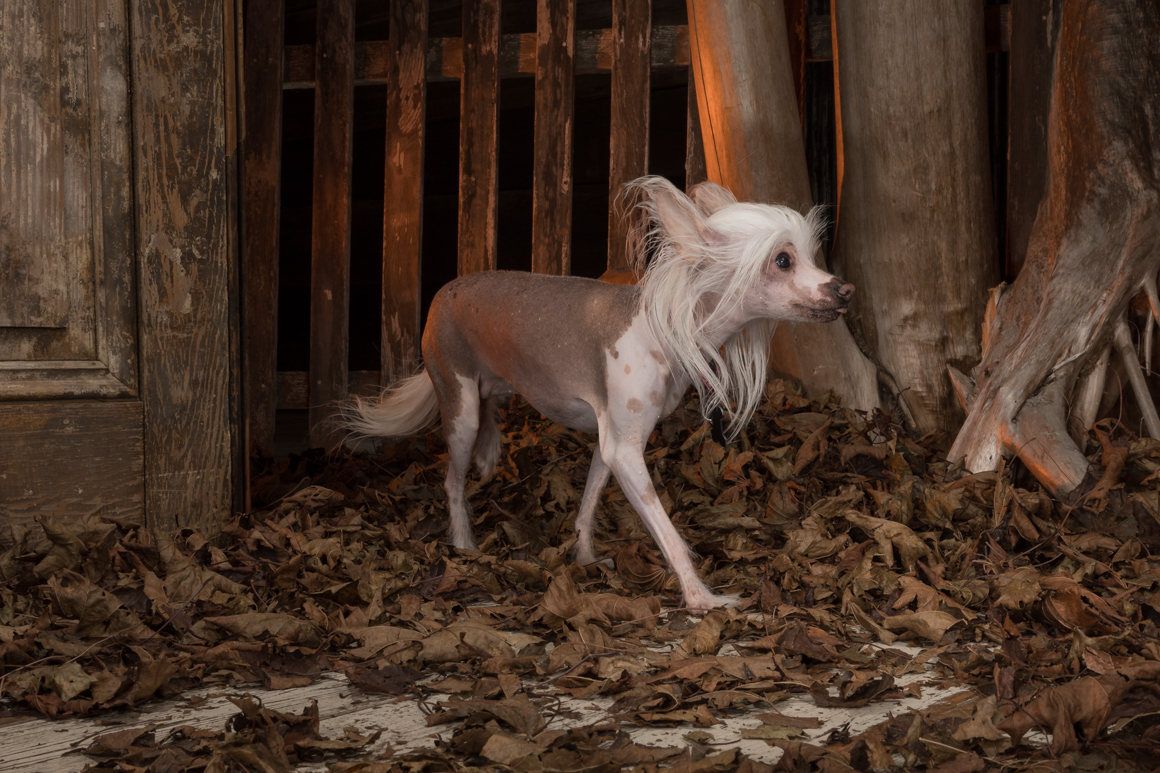 chinese crested in photography studio