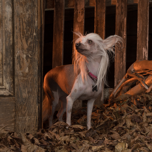 chinese crested posing during pet portrait session
